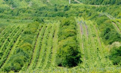 ”domeniile boieru”, compania care produce vinurile de ciumbrud, preluată de