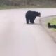 ro alert: o ursoaică cu trei pui a fost văzută
