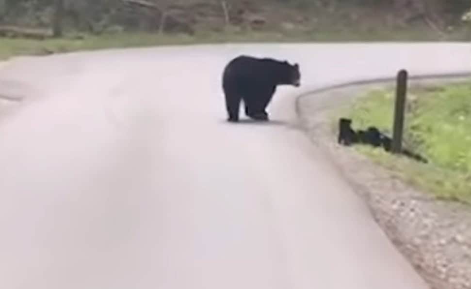 ro alert: o ursoaică cu trei pui a fost văzută
