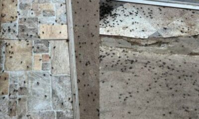 foto Știrea ta: ”invazie” de muște într un sat din alba.