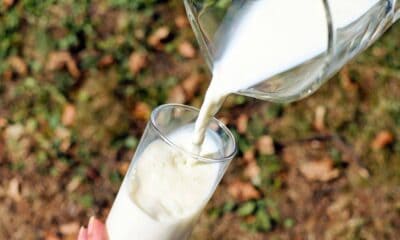 lapte și produse lactate pentru preșcolarii și elevii din alba.