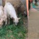video Știrea ta: două oi și doi iezi, la păscut
