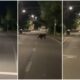 video Știrea ta: un urs a fost filmat pe o