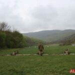 8 – 12 iulie: trageri și distrugeri de exploziv real
