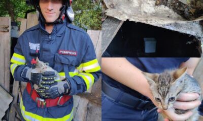 foto: pui de pisică salvați de pompieri, în centrul municipiului