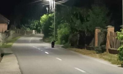 foto Știrea ta: urs surprins la plimbare pe strada principală