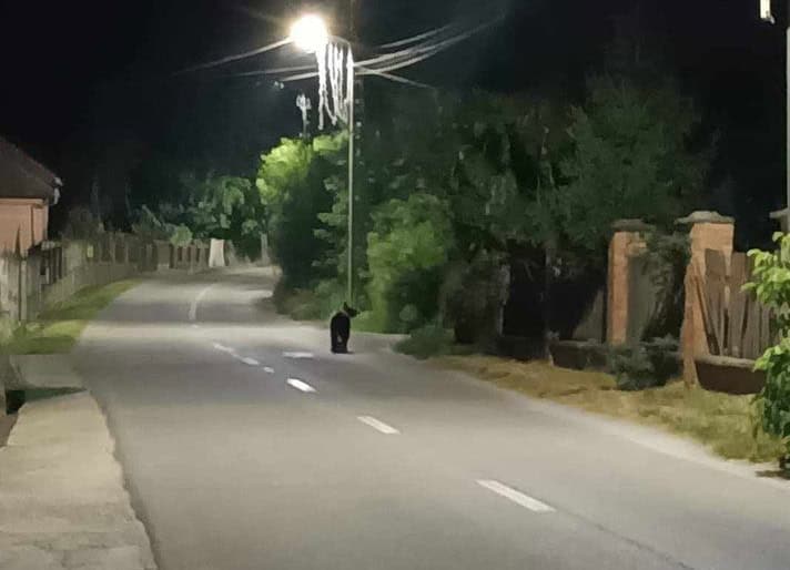 foto Știrea ta: urs surprins la plimbare pe strada principală