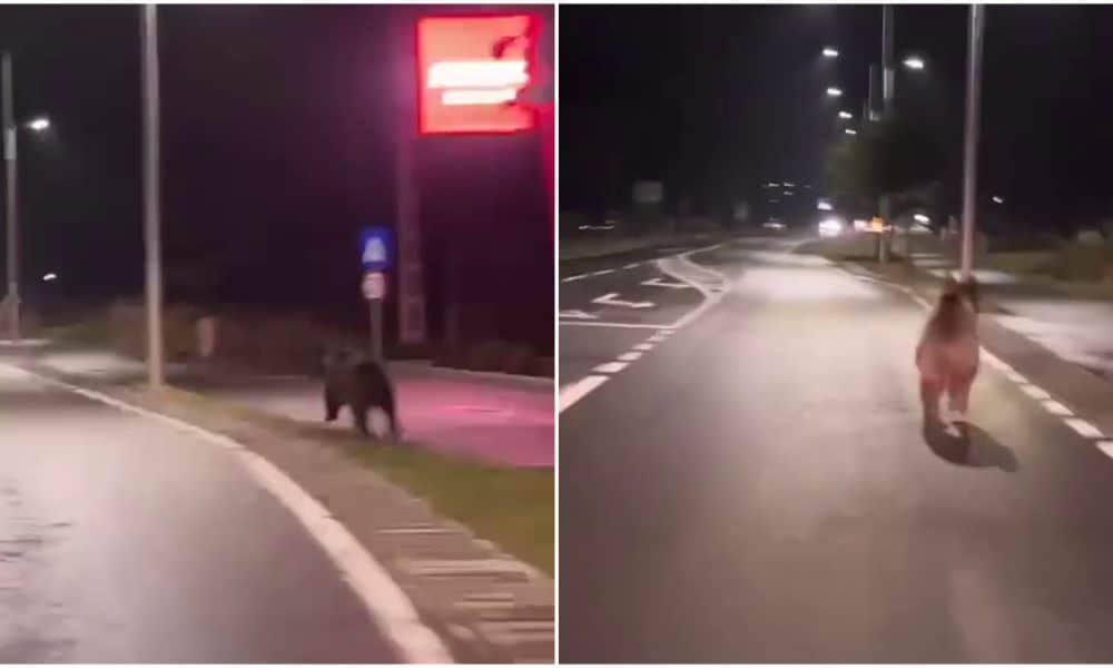 video: un urs a fost filmat între sebeș și petrești.