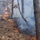 incendiu de litieră de pădure, la geomal. pompierii din aiud