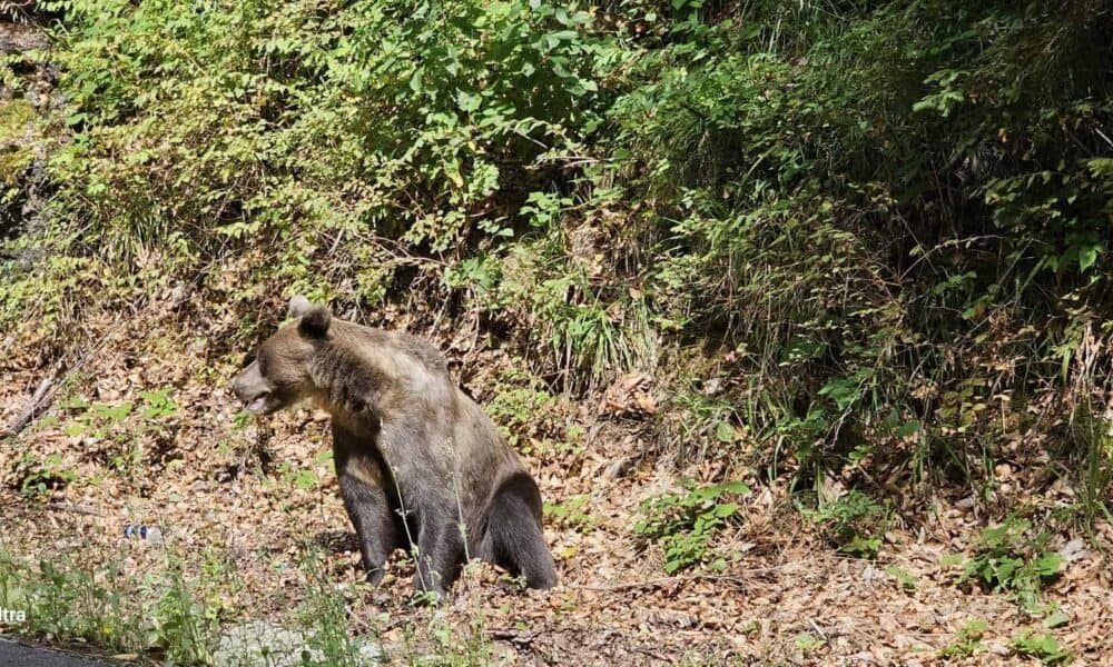 amenzi „2 în 1” pe transfăgărășan, pentru cei care hrănesc