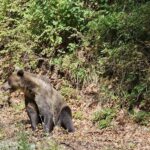 amenzi „2 în 1” pe transfăgărășan, pentru cei care hrănesc