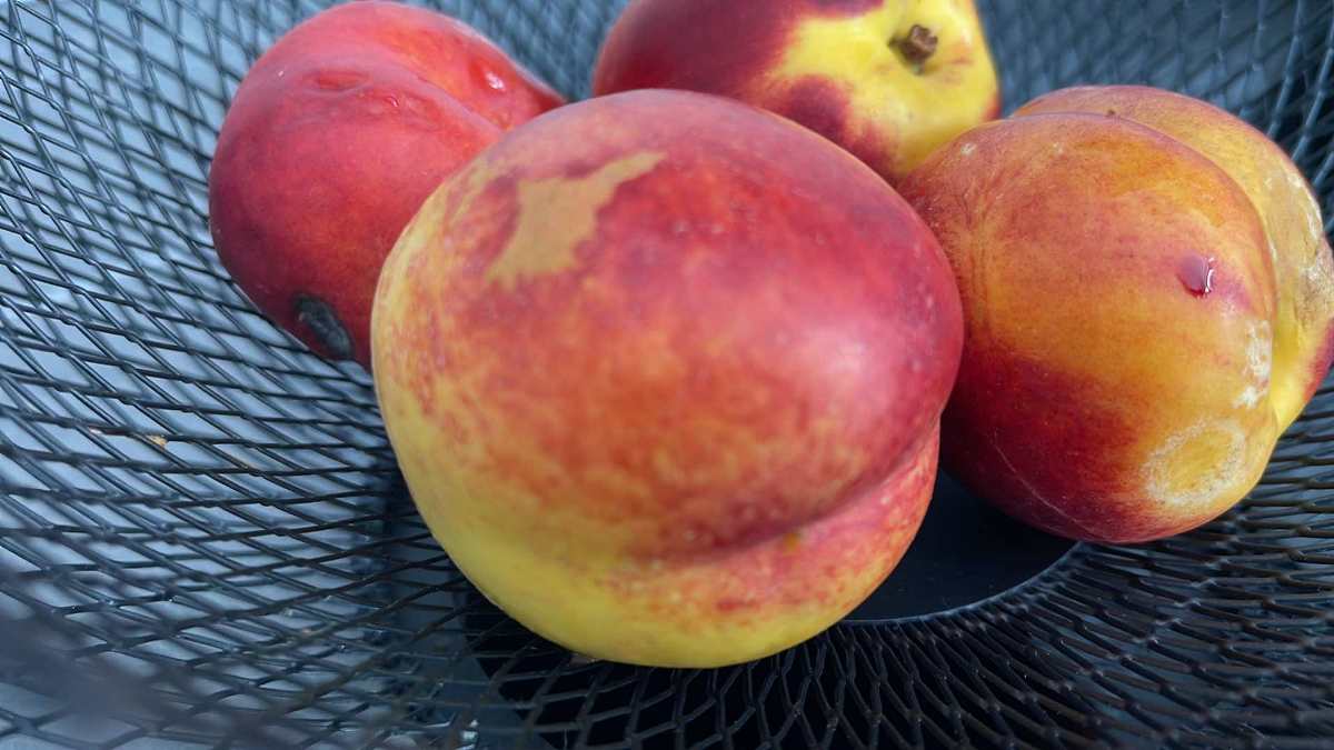 nectarine retrase de la vânzare din magazinele penny. conțin pesticide