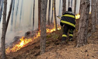 video: incendiu de pădure de proporții la săsciori. s au mobilizat