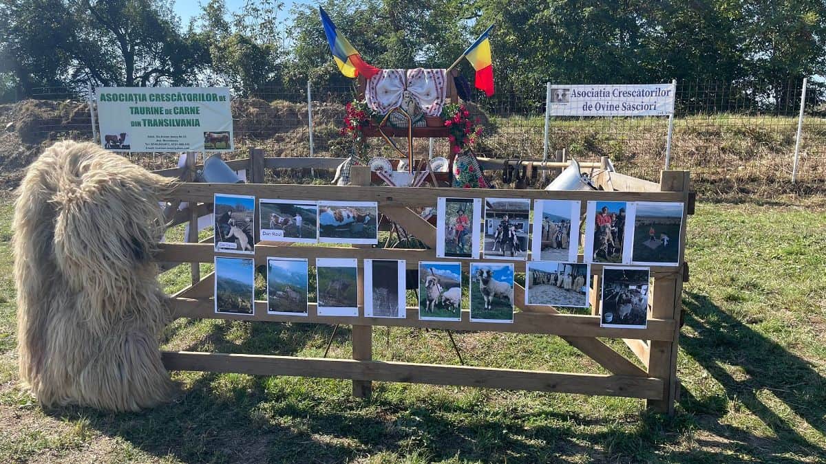 video: târg de animale cu animale doar în poze, la