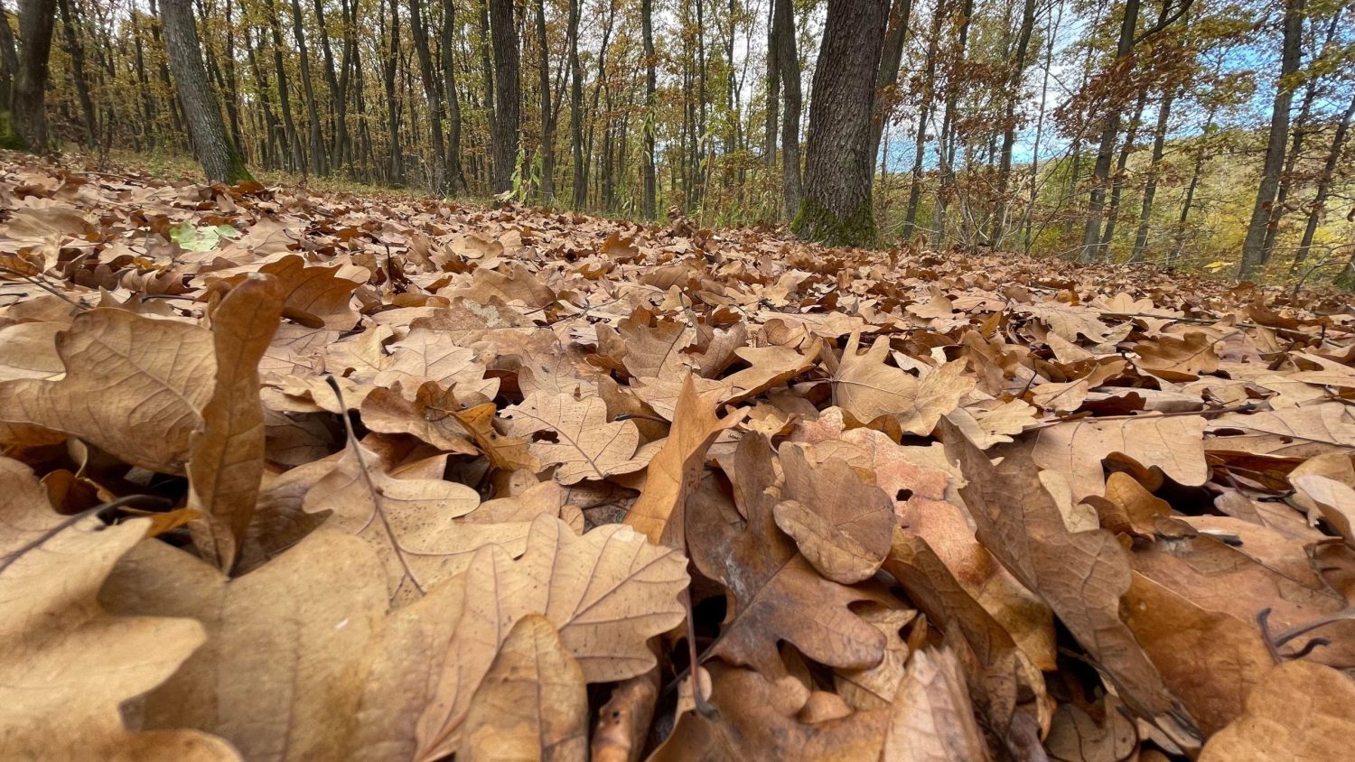 vremea se schimbă radical: temperaturile scad brusc, cu peste 10