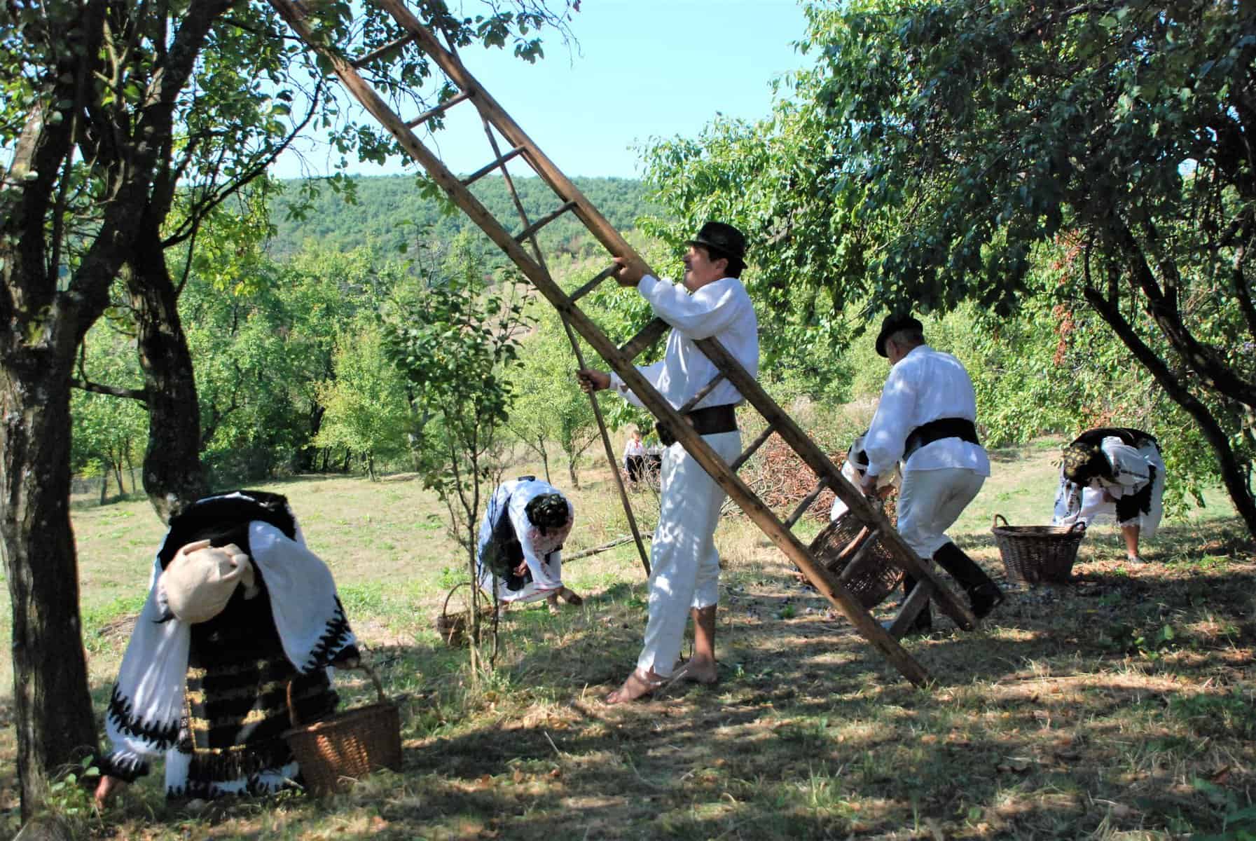 cules de prune 1.jpg