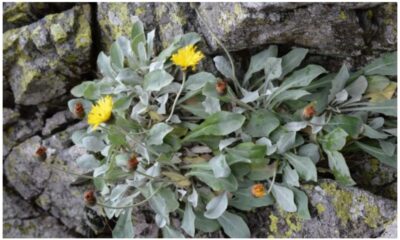 cea mai veche plantă de pe pământ, descoperită de cercetătorii