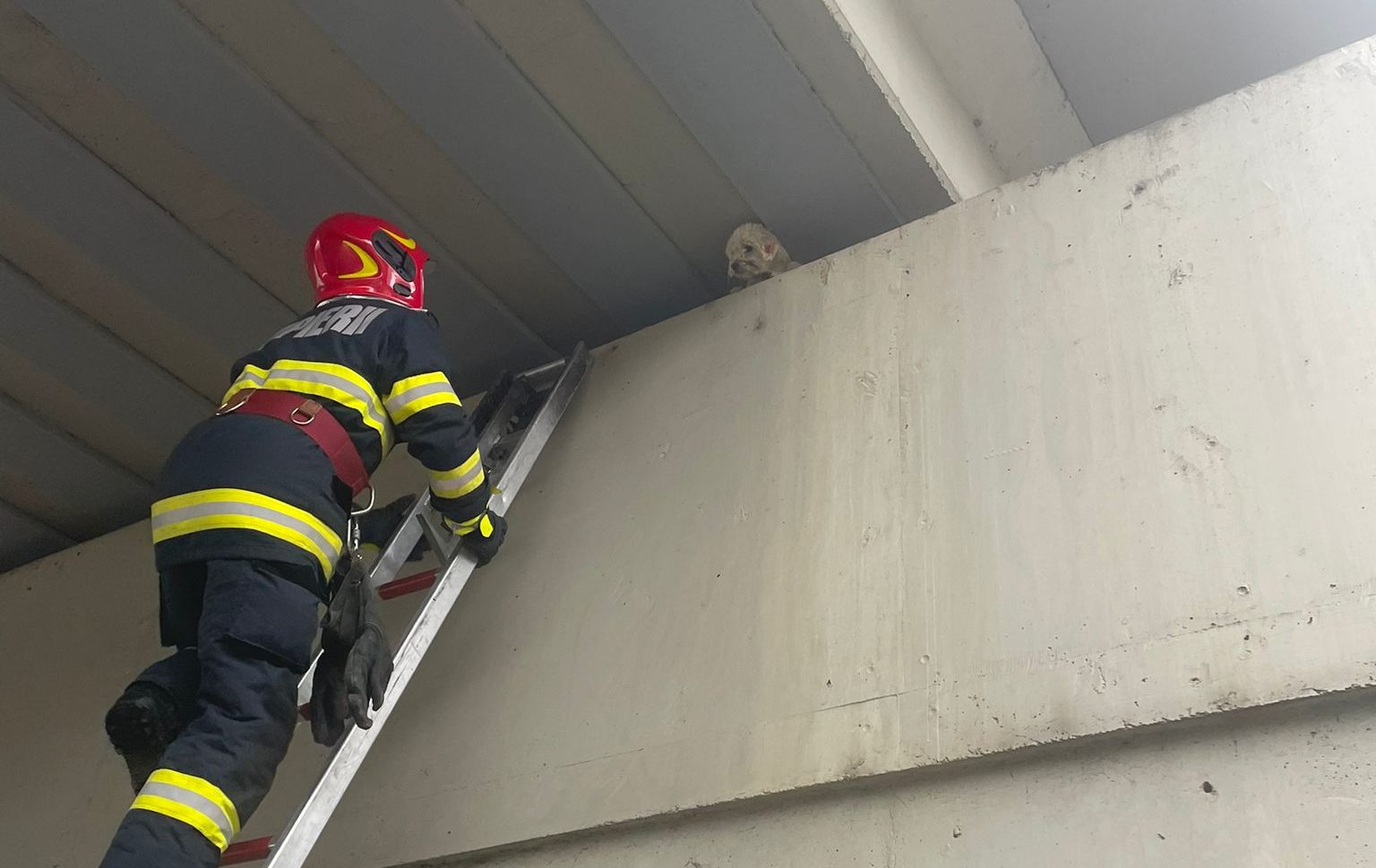 foto: cățeluș salvat de pompierii din blaj, dintre traversele unui