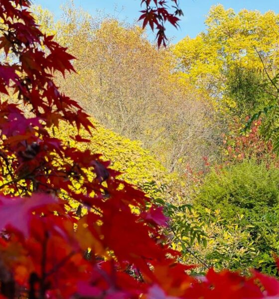 foto video: toamna plină de culori vibrante în parcul dendrologic