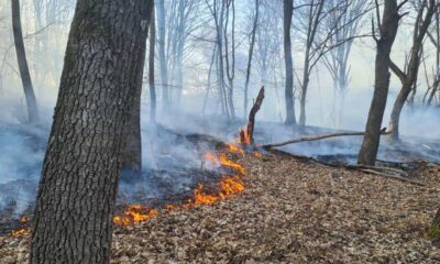 incendiu de pădure în apuseni. focul a izbucnit la fondul