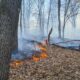 incendiu de pădure în apuseni. focul a izbucnit la fondul