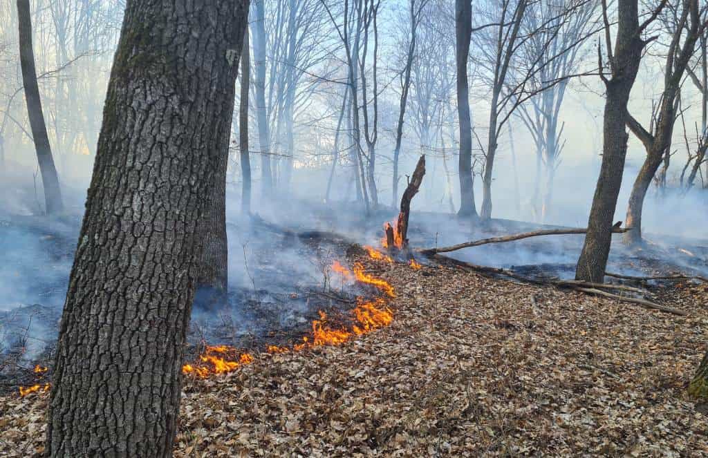 incendiu de pădure în apuseni. focul a izbucnit la fondul