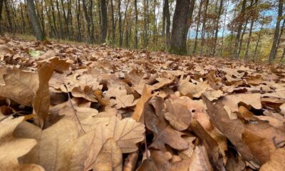 vremea de weekend în alba, 25 27 octombrie: temperaturi de 16