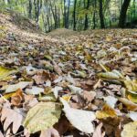 vremea în alba 28 octombrie – 3 noiembrie: ultimele zile