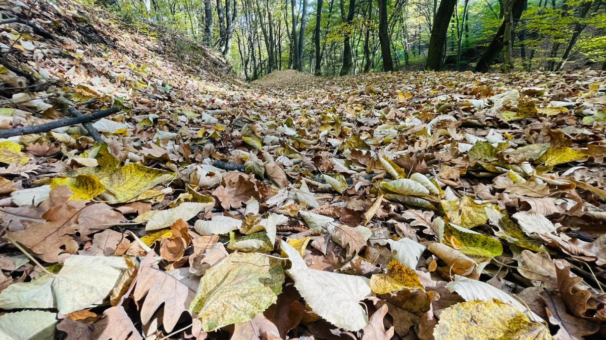 vremea în alba 28 octombrie – 3 noiembrie: ultimele zile