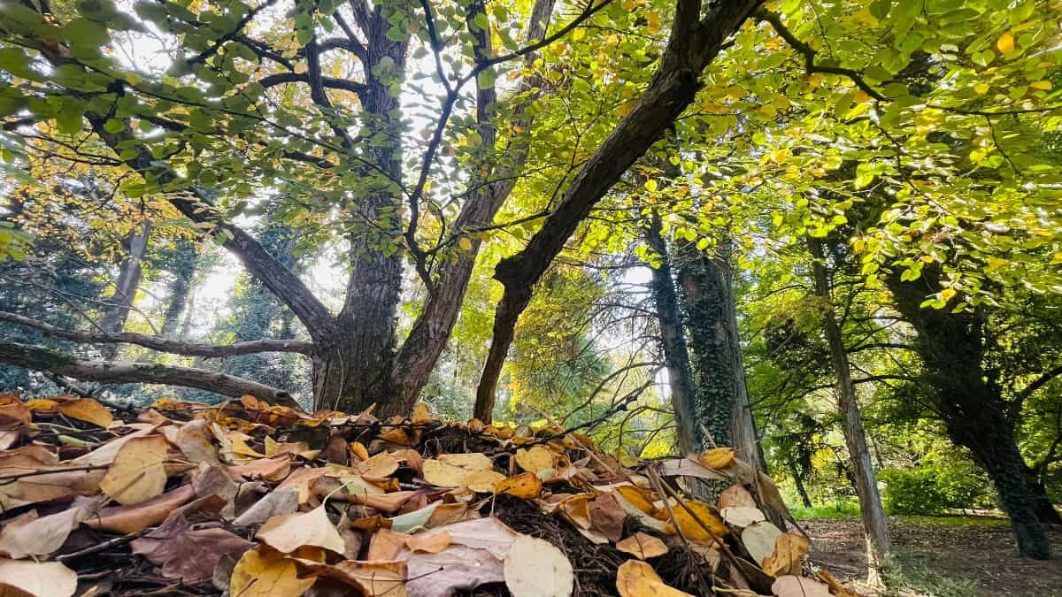 vremea până în 11 noiembrie. temperaturi în scădere, câteva zile