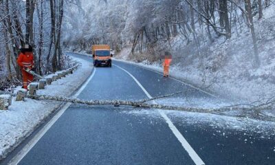 foto: arbore doborât de vânt pe dn 74a, între abrud