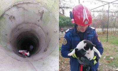 foto: pisică salvată de pompierii din aiud, la noșlac. animalul