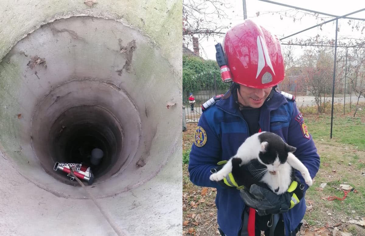 foto: pisică salvată de pompierii din aiud, la noșlac. animalul