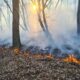 incendiu de pădure lângă zlatna. intervin pompierii din alba iulia,