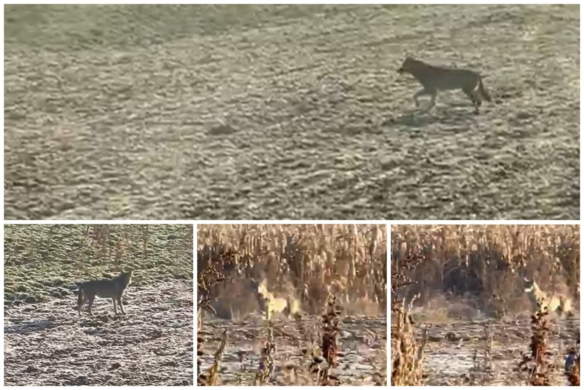 video: imagini rare cu un lup, surprinse în alba, dintr un