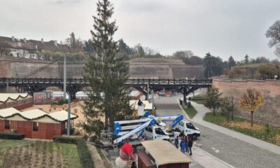 video: se împodobește bradul de crăciun, la alba iulia. autoritățile