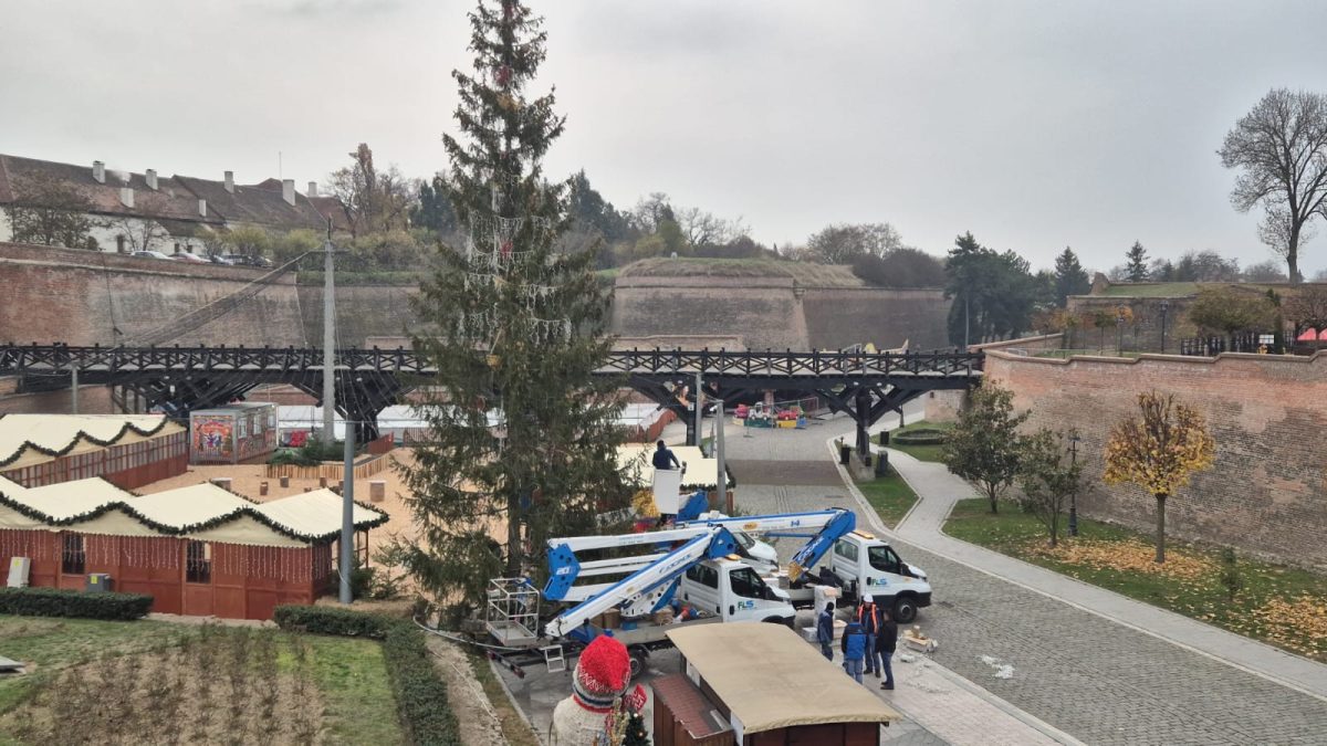 video: se împodobește bradul de crăciun, la alba iulia. autoritățile