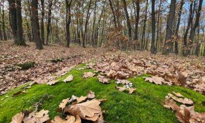 vremea în transilvania și în țară până în 17 noiembrie: