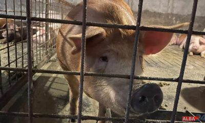 a fost depistat primul caz de trichineloză la un porc