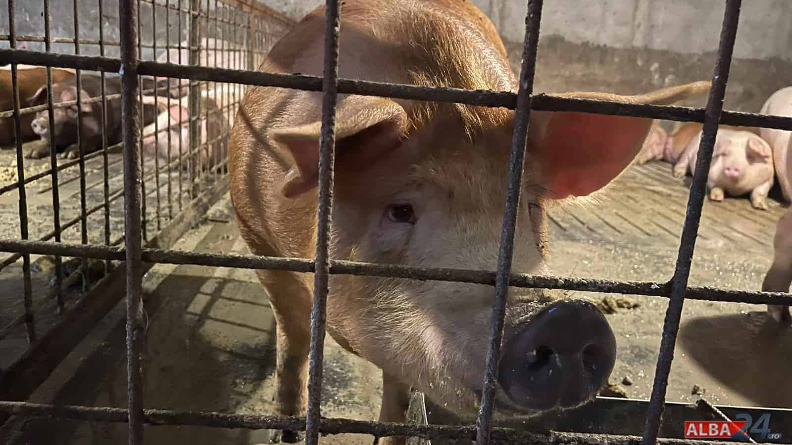 a fost depistat primul caz de trichineloză la un porc