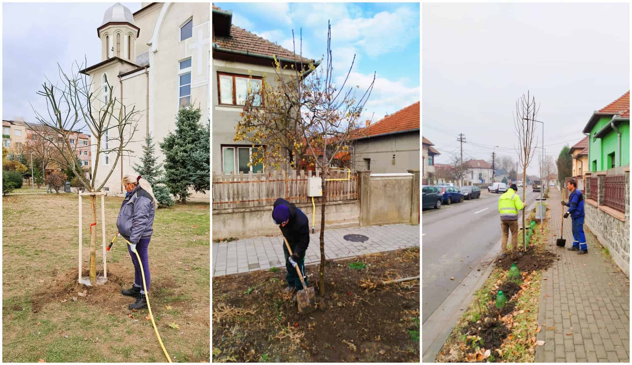 foto: alba iulia devine tot mai verde. peste 150 de