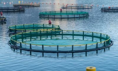 pește și fructe de mare românești. primele ferme marine. anunțul