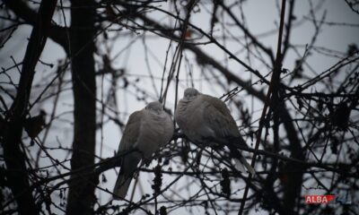 vremea în alba, în săptămâna 13 19 ianuarie: ger în următoarele