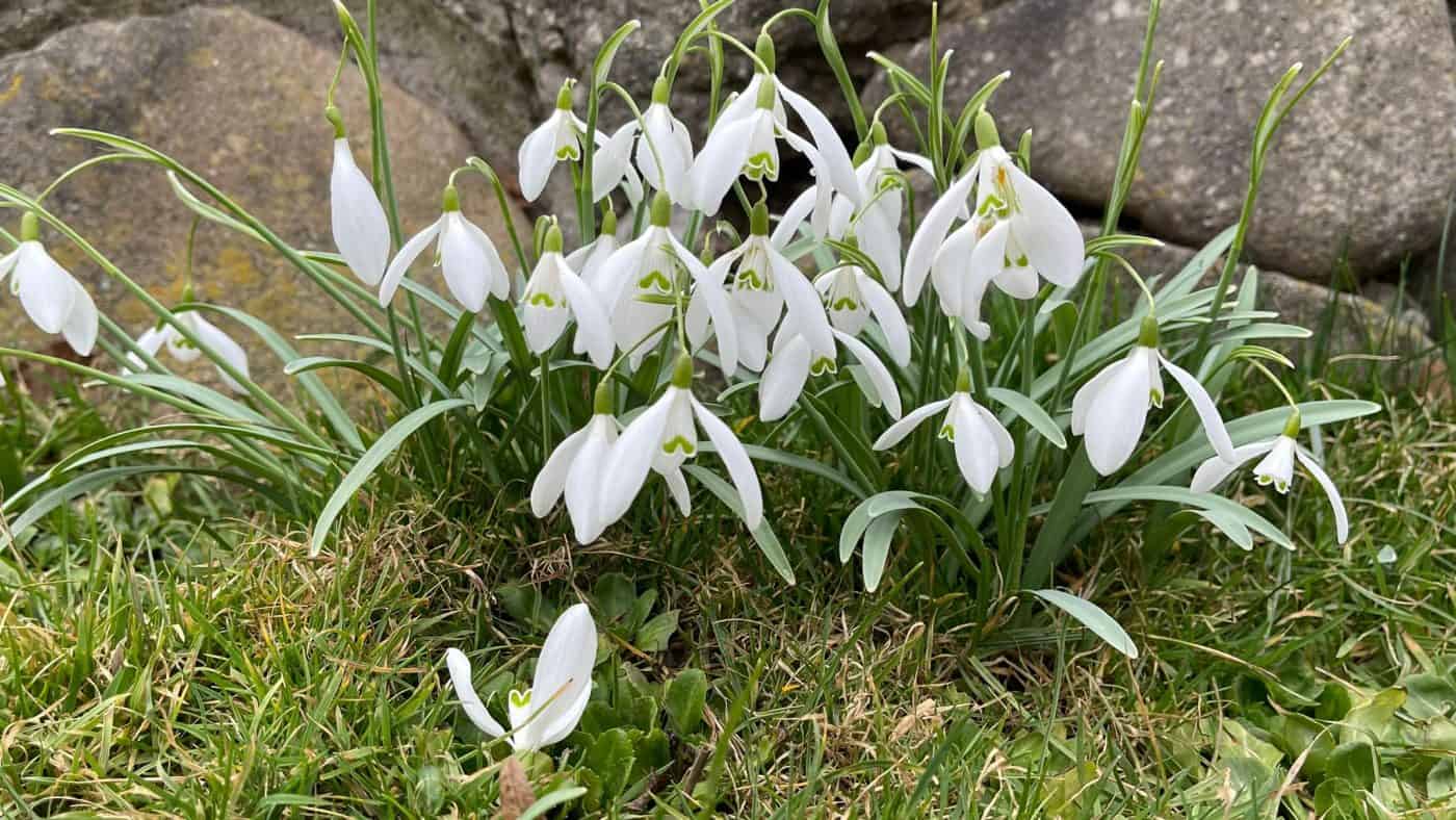 vremea până în 9 februarie. temperaturi de primăvara, apoi mai