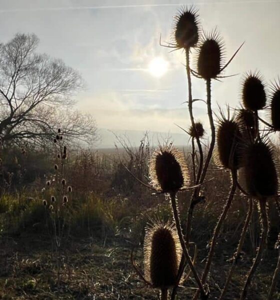 vremea până la mijlocul lunii februarie: temperaturi neobișnuite, zile cu