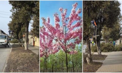 foto: primăria aiud va planta cireși japonezi pe o stradă