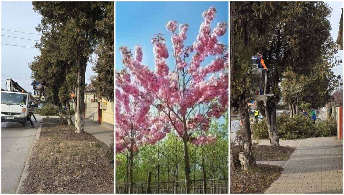 foto: primăria aiud va planta cireși japonezi pe o stradă