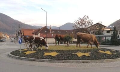 foto: vaci la păscut în sens giratoriu, la cugir. ce