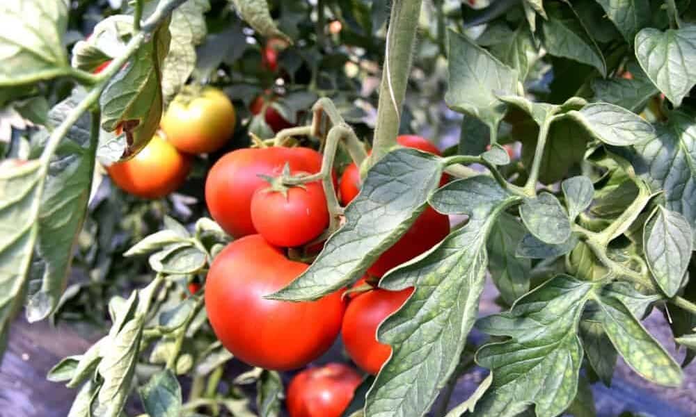 programele „tomata”, „usturoiul”, „rabla pentru tractoare” vor suferi modificări în