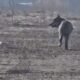 video: imagini rare. un animal ce pare a fi lup,